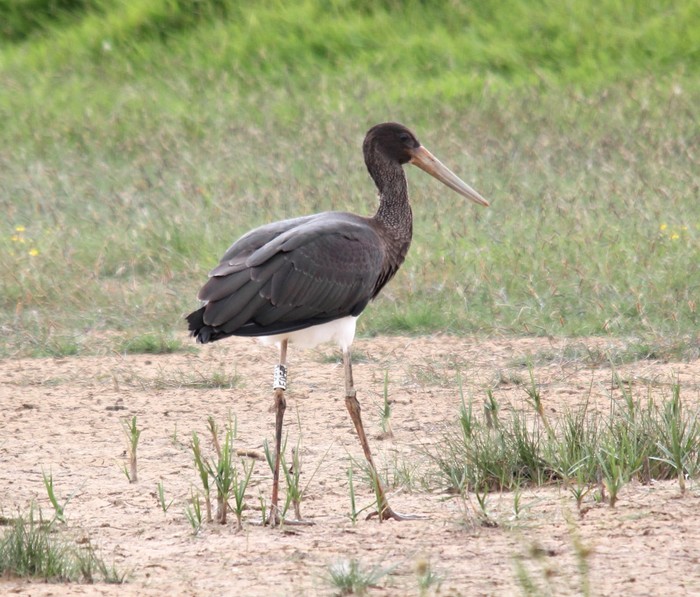 Black Stork