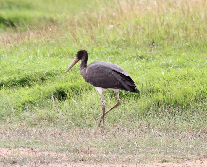 Black Stork