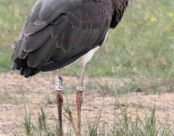 Black Stork