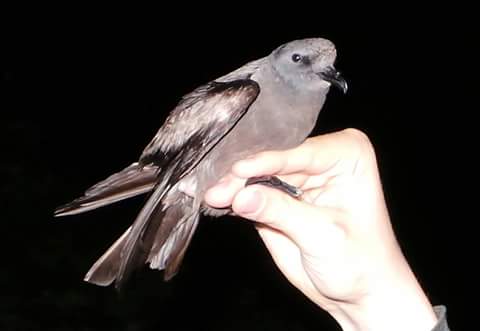 Leach's Petrel