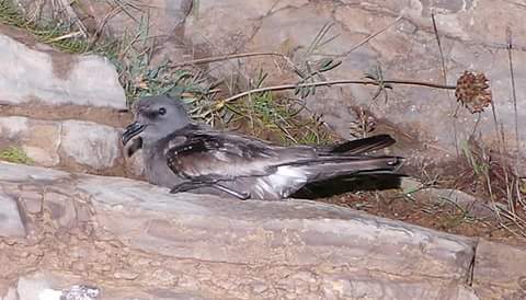 Leach's Petrel