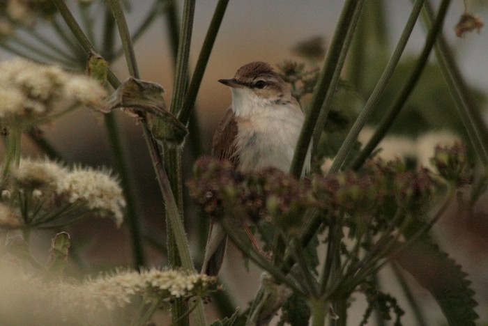 Paddyfield Warbler
