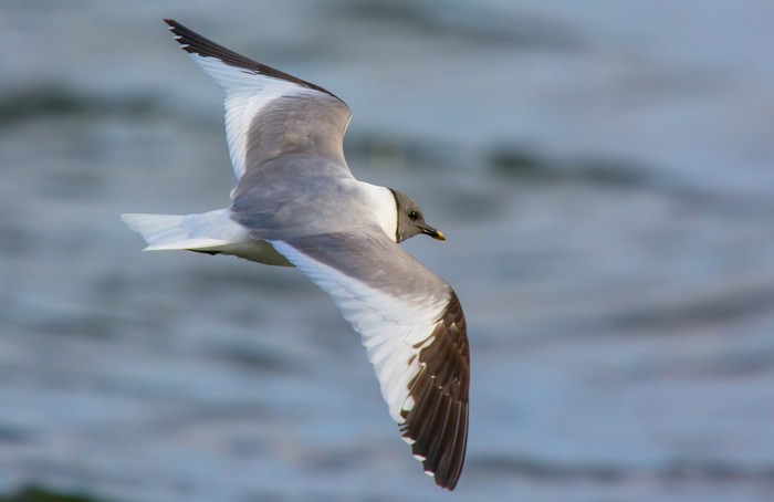 Sabine's Gull