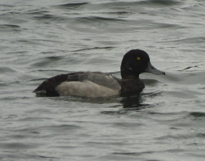 Scaup