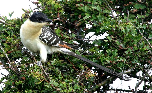 Great Spotted Cuckoo