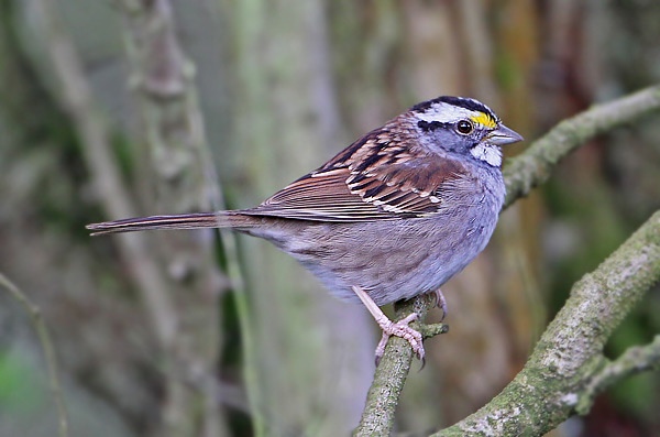 White-throated Sparrow