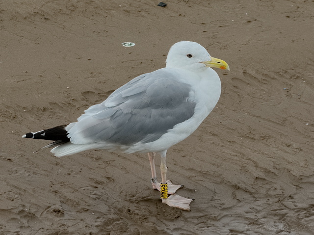 Caspian Gull