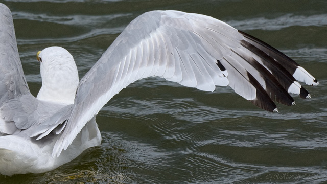 Caspian Gull