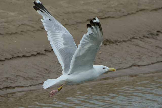 Caspian Gull