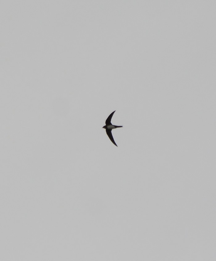 Alpine Swift