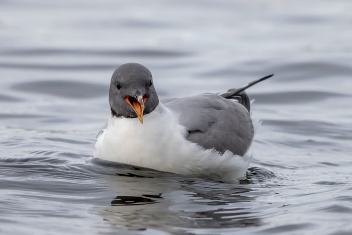 Sabine's Gull