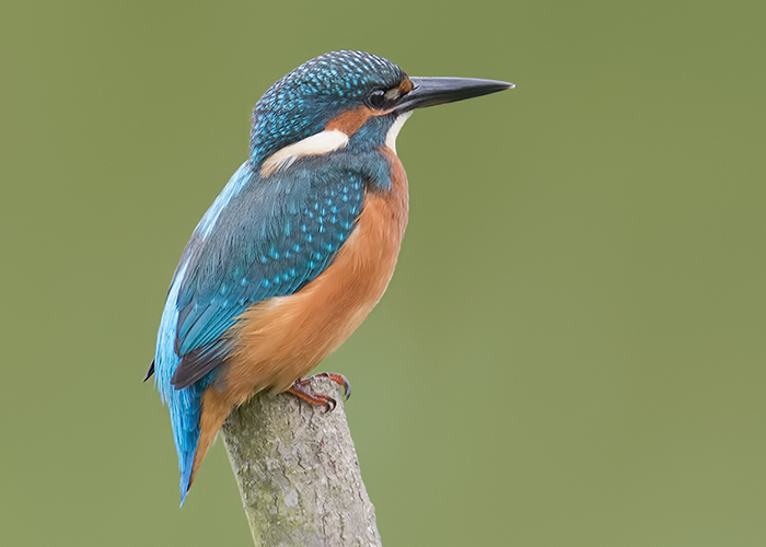 Kingfisher