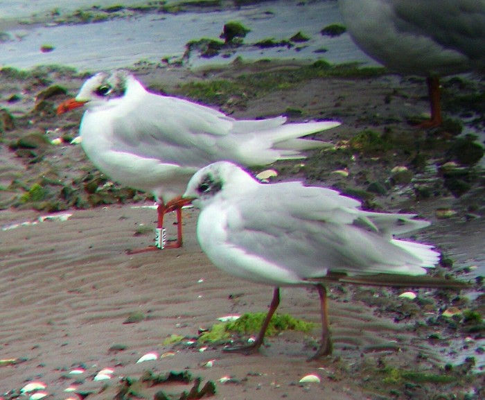 Mediterranean Gull