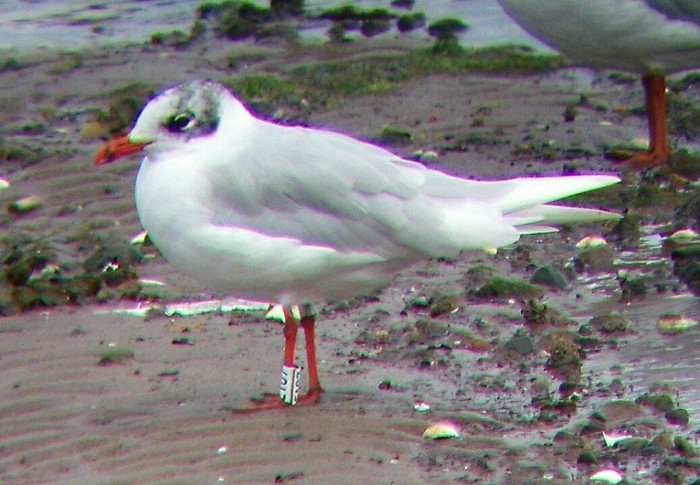 Mediterranean Gull