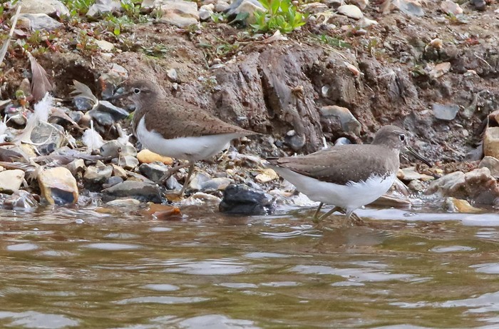 Common Sandpiper