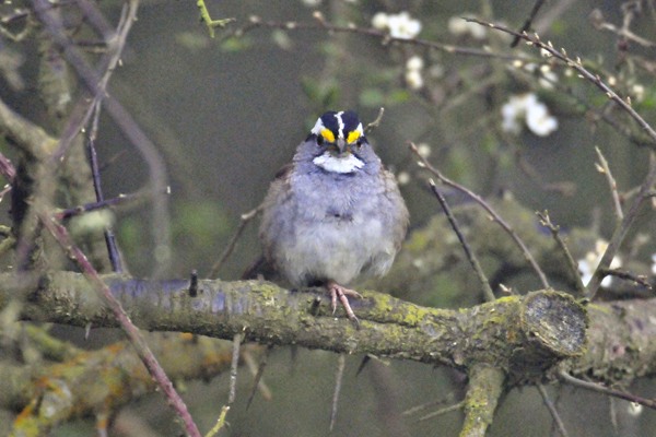 White-throated Sparrow