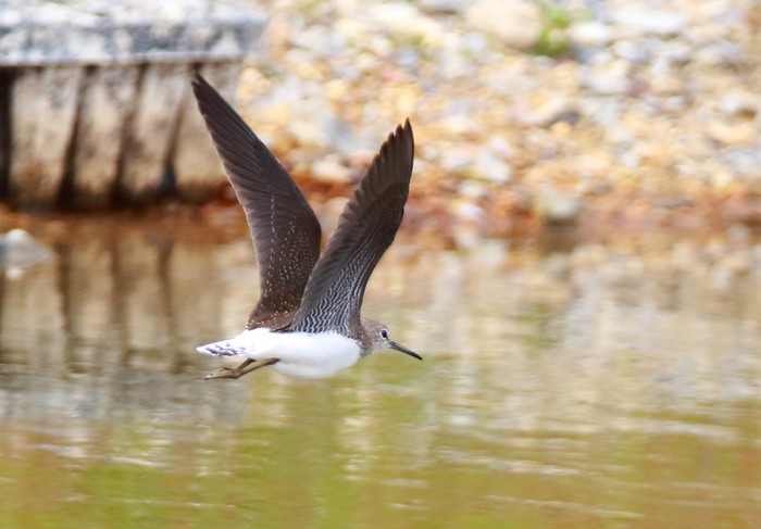 Green Sandpiper