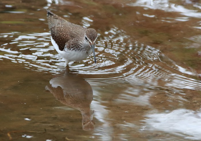 Green Sandpiper