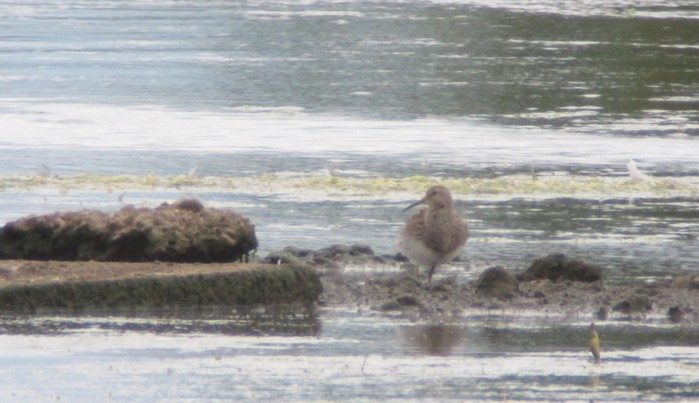 Pectoral Sandpiper