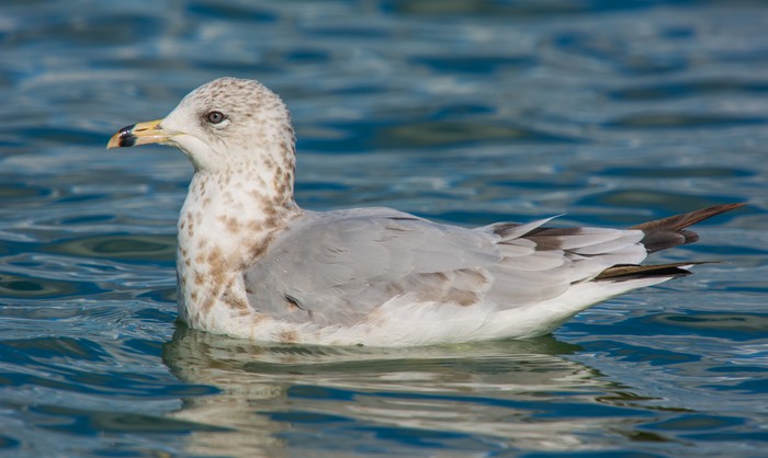 Ring-billed Gull