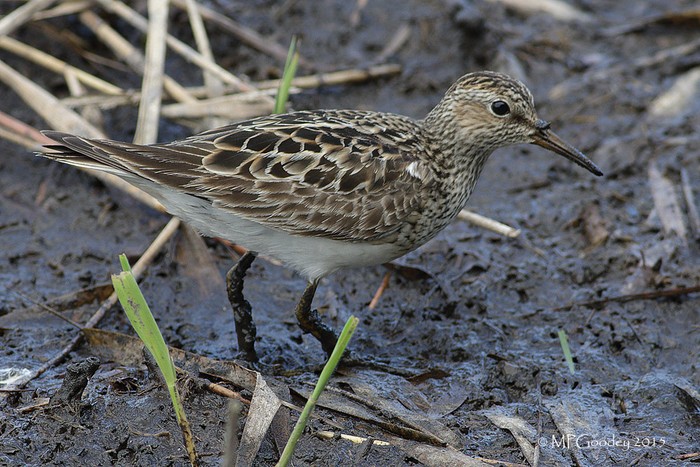 Pectoral Sandpiper