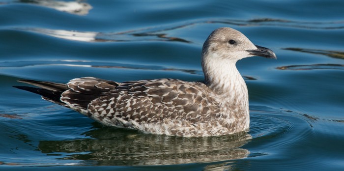 Yellow-legged Gull