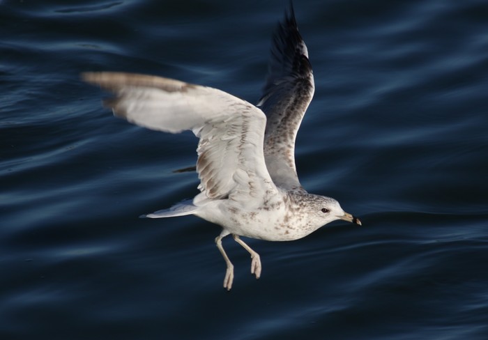 Ring-billed Gull