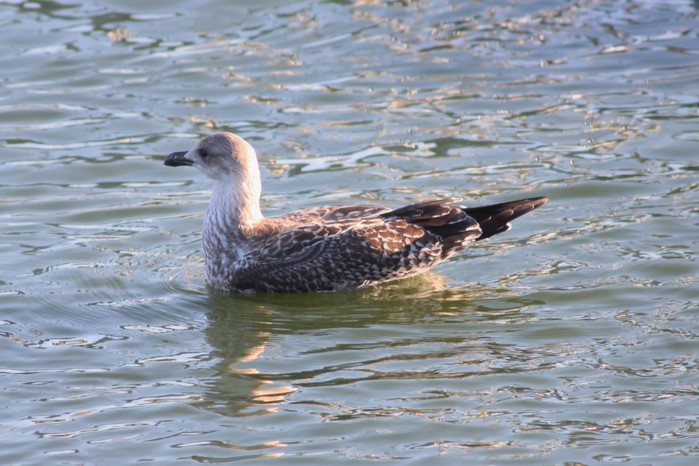 Yellow-legged Gull