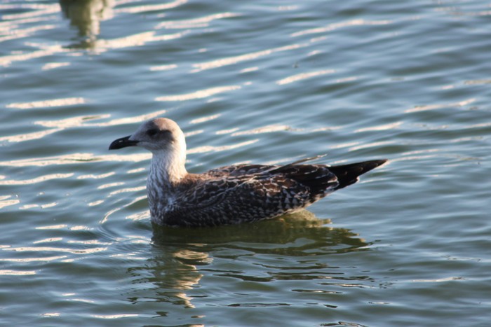 Yellow-legged Gull