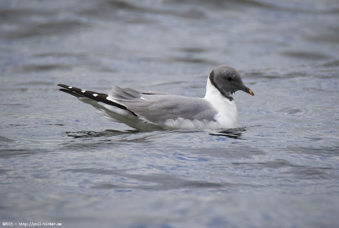Sabine's Gull