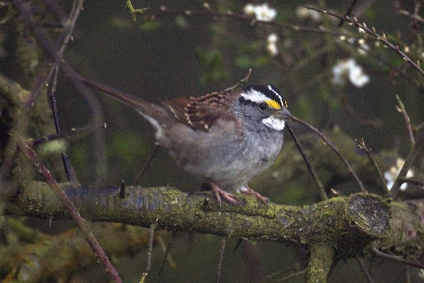 White-throated Sparrow