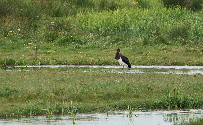 Black Stork