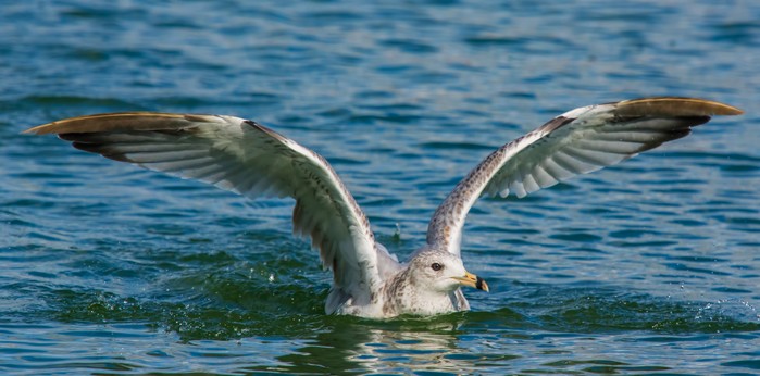 Ring-billed Gull