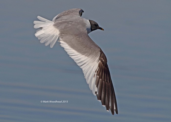 Sabine's Gull