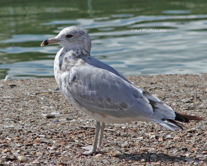 Ring-billed Gull