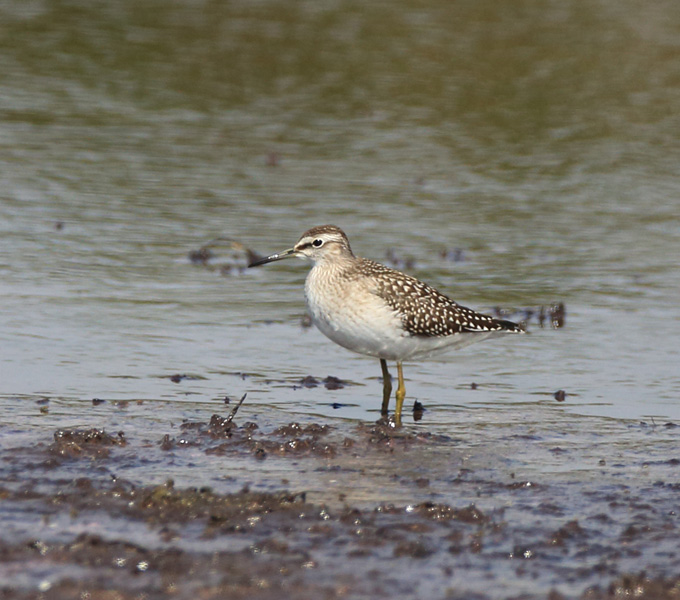 Wood Sandpiper