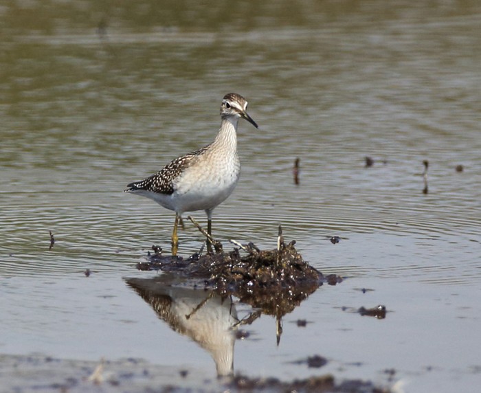 Wood Sandpiper