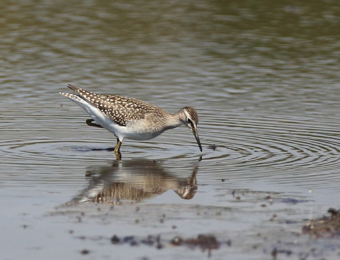 Wood Sandpiper
