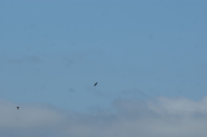 Black Stork