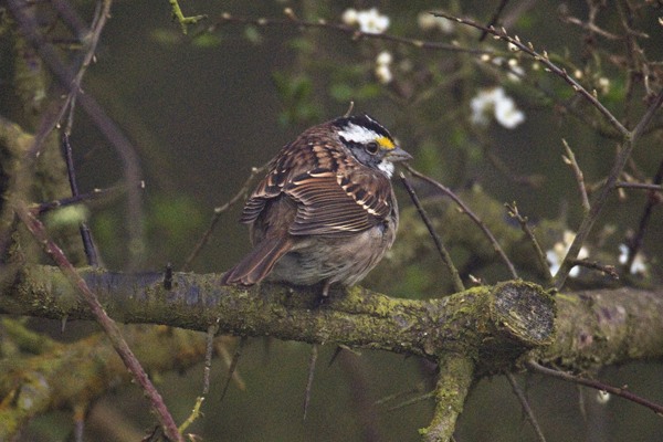 White-throated Sparrow