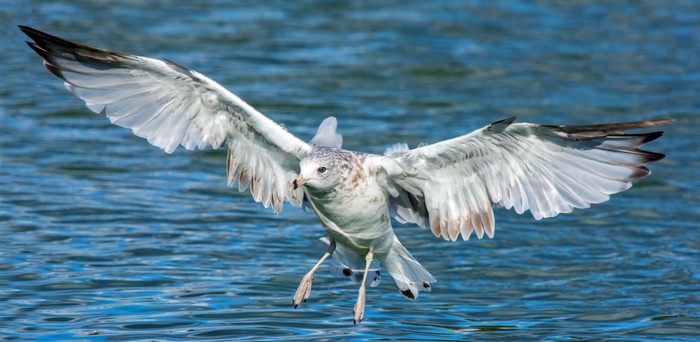 Ring-billed Gull
