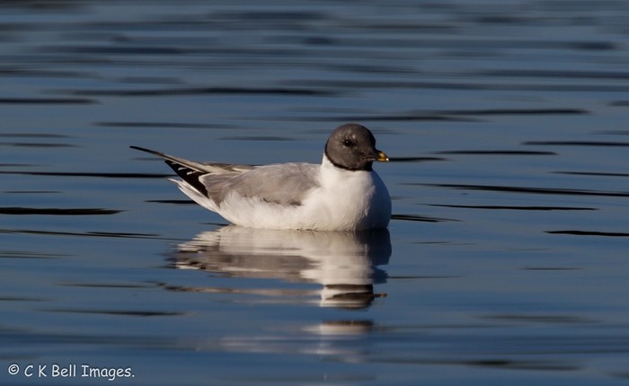 Sabine's Gull