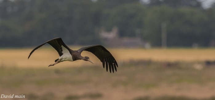 Black Stork