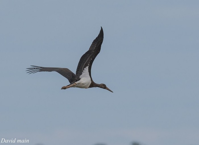 Black Stork