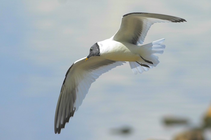 Sabine's Gull