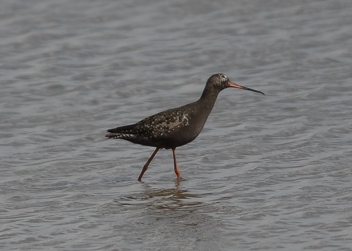 Spotted Redshank