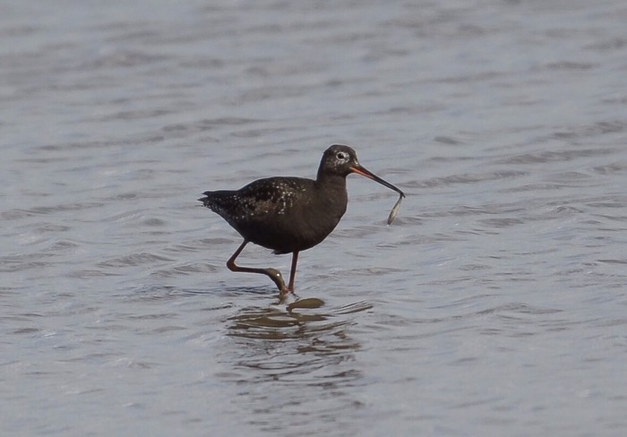 Spotted Redshank