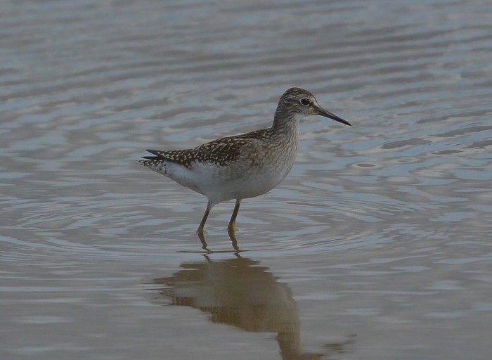 Wood Sandpiper