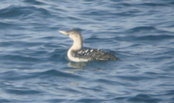 White-billed Diver