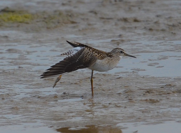 Wood Sandpiper